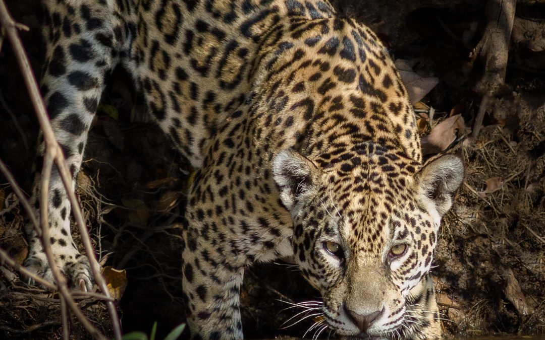 Pantanal, um safari brasileiro