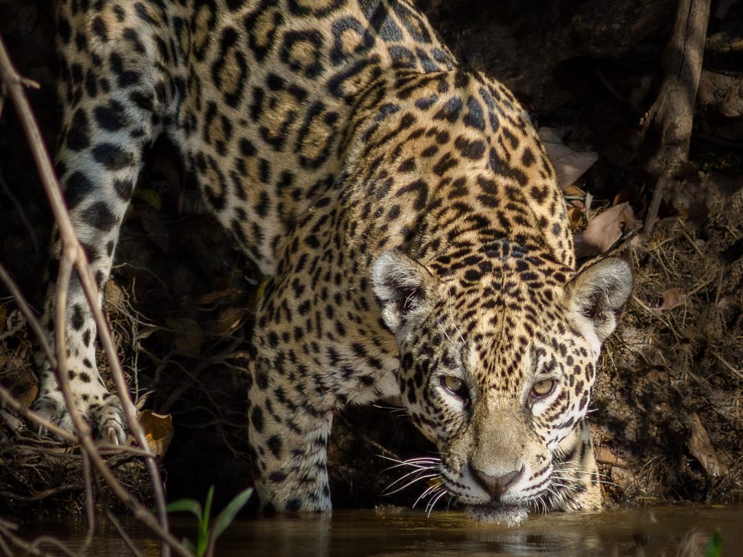 Pantanal, um safari brasileiro